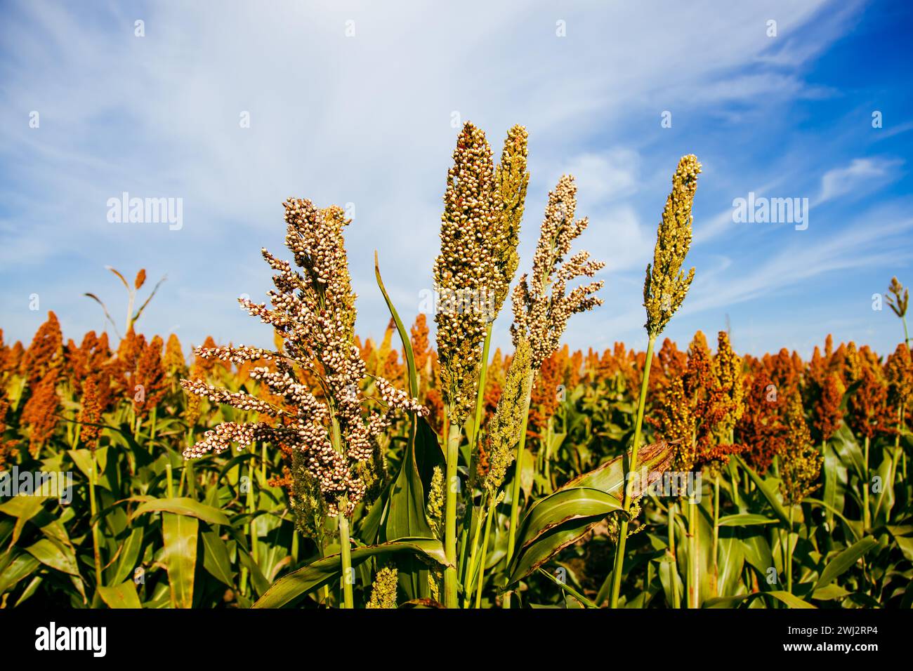 Biocarburanti e alimenti, industria delle piantagioni di Sorghum. Campo di gambo e semi di Sorgo dolce. Campo miglio. Foto Stock