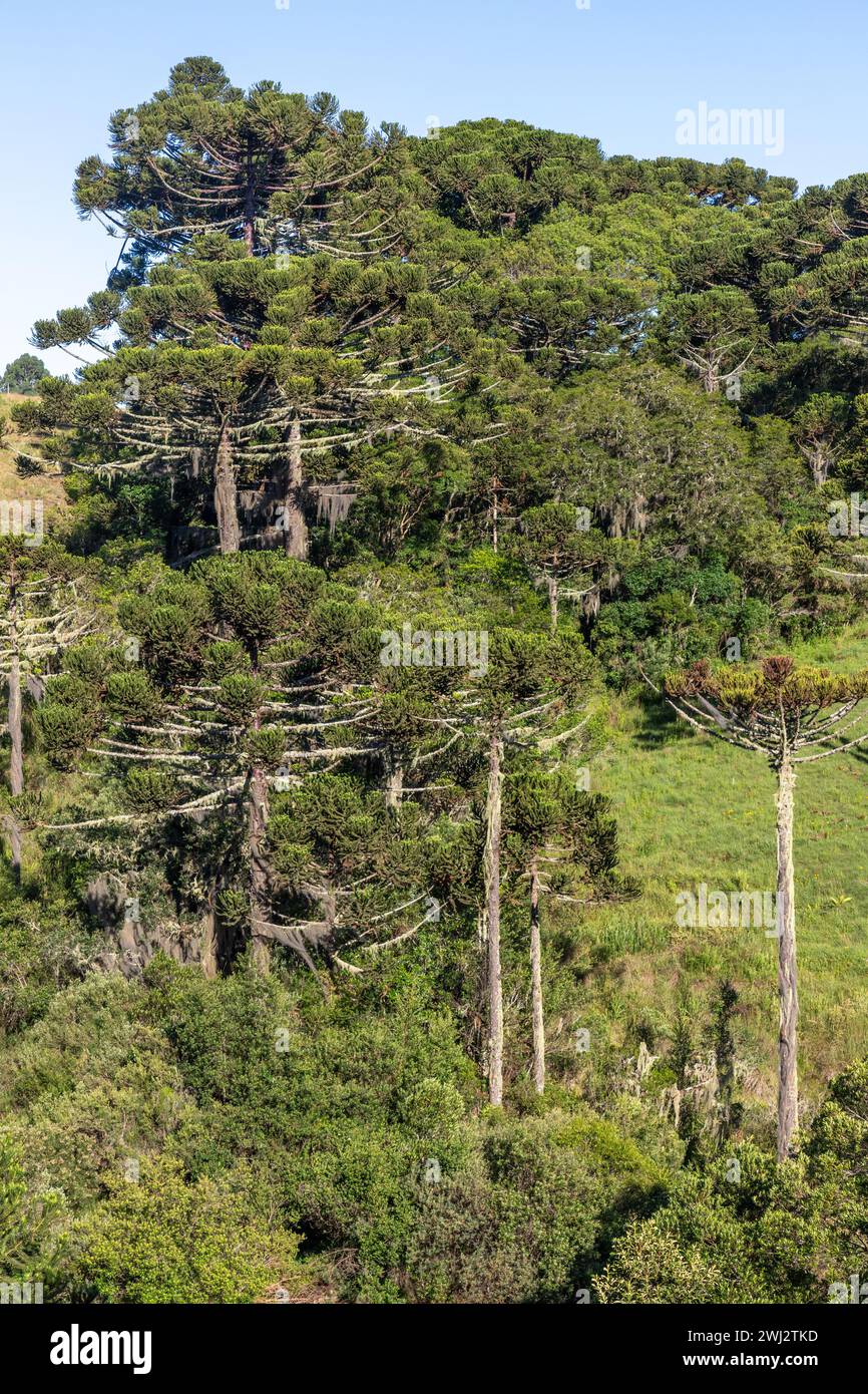 Foresta di Araucaria e vegetazione tipica, Cambara do sul, Rio grande do sul, Brasile Foto Stock