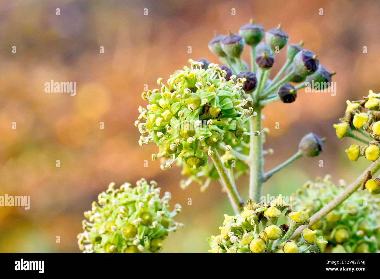 Edera (hedera helix), primo piano focalizzato su una singola testa di fiore rotonda e sui singoli fiori, con frutti in fase di sviluppo sullo sfondo. Foto Stock