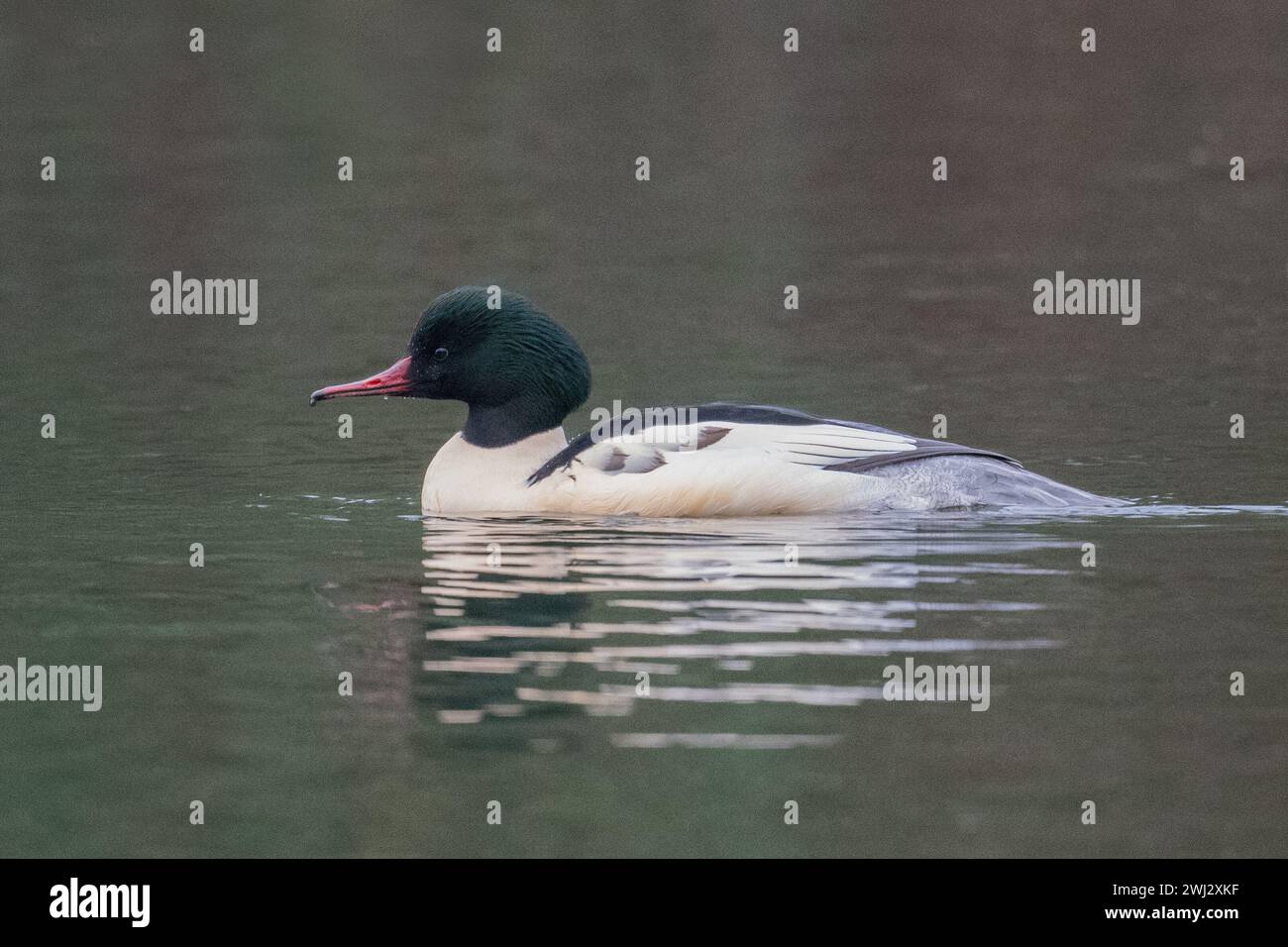 Drake Goosander (Mergus merganser) nuota su un lago con sfondo naturale al Dinton Pastures Country Park, Berkshire, Regno Unito, dicembre 2023 Foto Stock