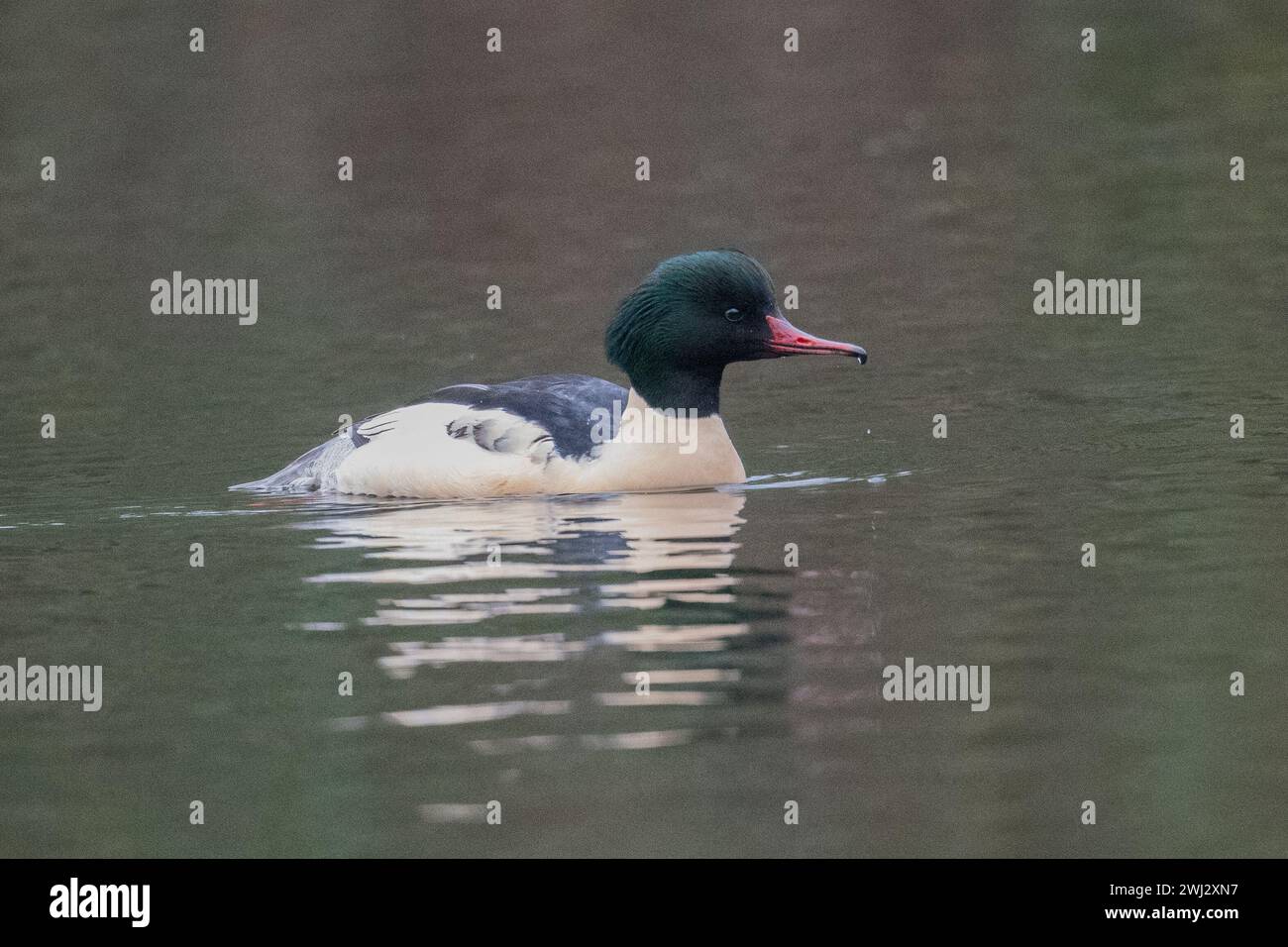 Drake Goosander (Mergus merganser) nuota su un lago con sfondo naturale al Dinton Pastures Country Park, Berkshire, Regno Unito, dicembre 2023 Foto Stock