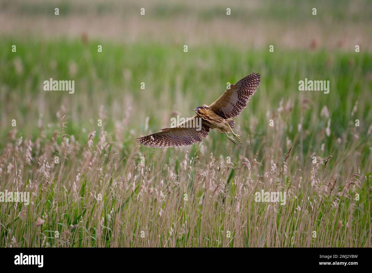 Eurasian Bittern o Great Bittern (Botaurus stellaris) in flignt over phragmites reedbed presso Ham Wall RSPB Reserve, Somerset, Regno Unito, giugno 2016 Foto Stock