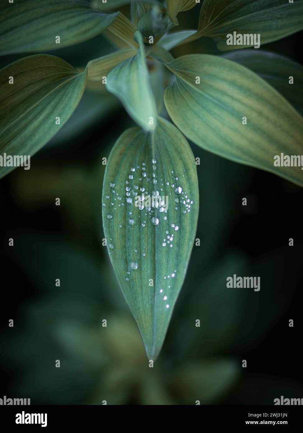 Macrofotografia di piante verdi con goccioline d'acqua. Primo piano delle foglie di un'Alstroemeria psittacina, nota anche come giglio peruviano Foto Stock