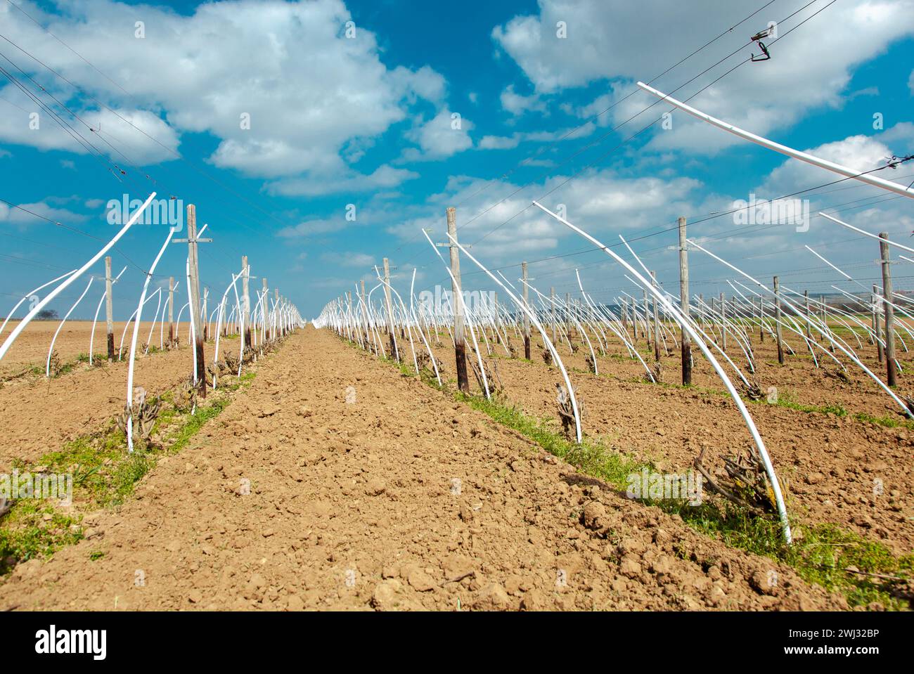 Filari di viti tagliate vicino al terreno tra pali di plastica bianca. L'allevamento della vite nel vit Foto Stock