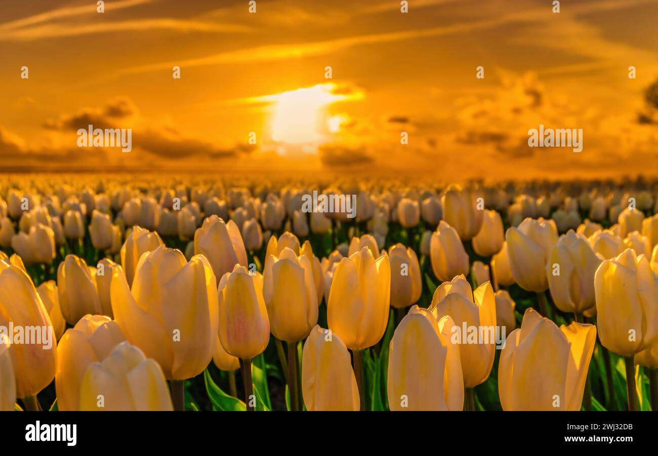 Colorato campo di tulipani nei Paesi Bassi nella regione dei bulbi di fiori Foto Stock