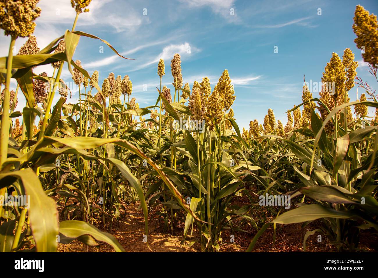 Biocarburanti e nuovo boom Food, industria delle piantagioni di Sorghum. Campo di gambo e semi di Sorgo dolce. Mulino Foto Stock