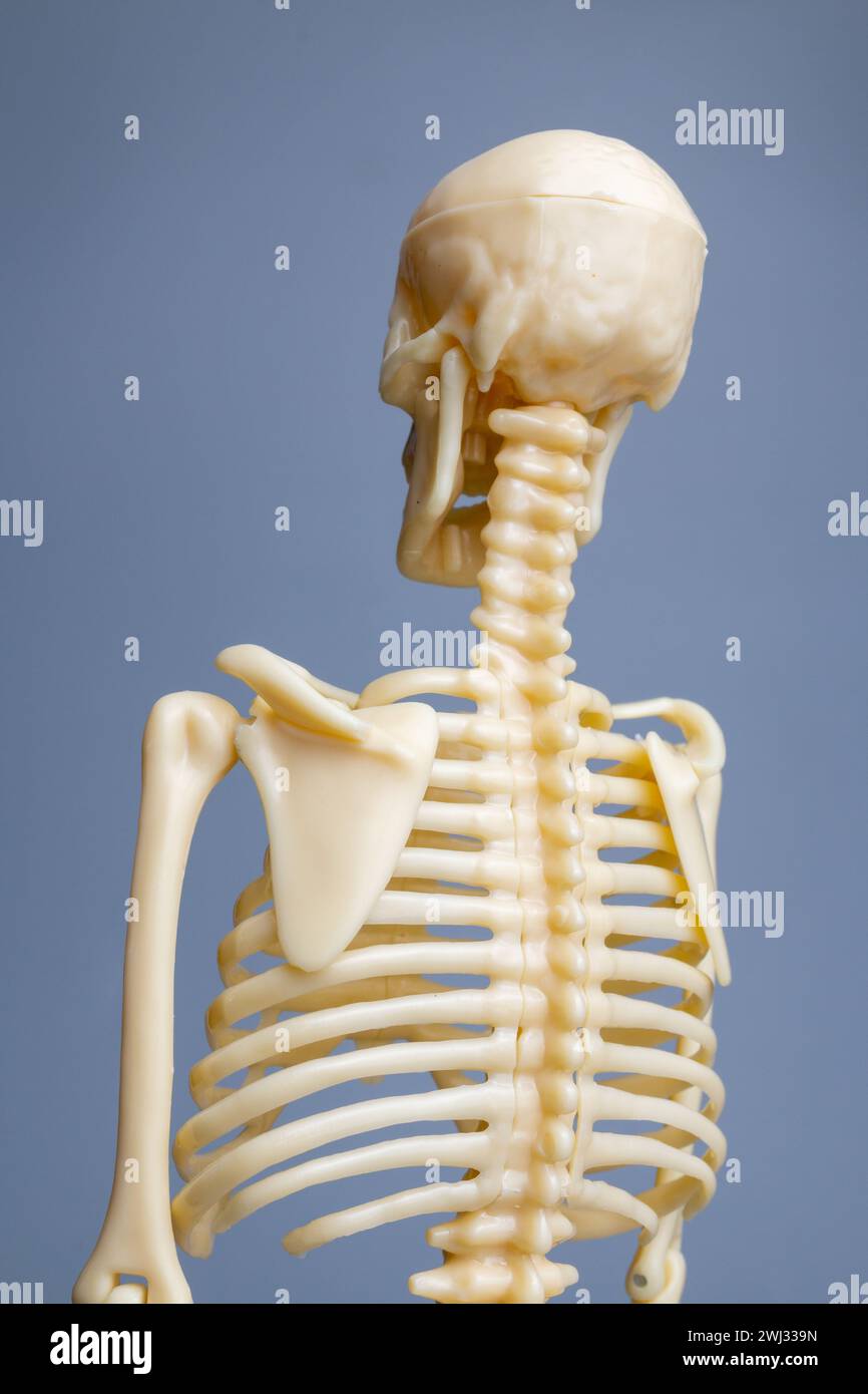 Modello di scheletro anatomico, sistema scheletrico Foto Stock