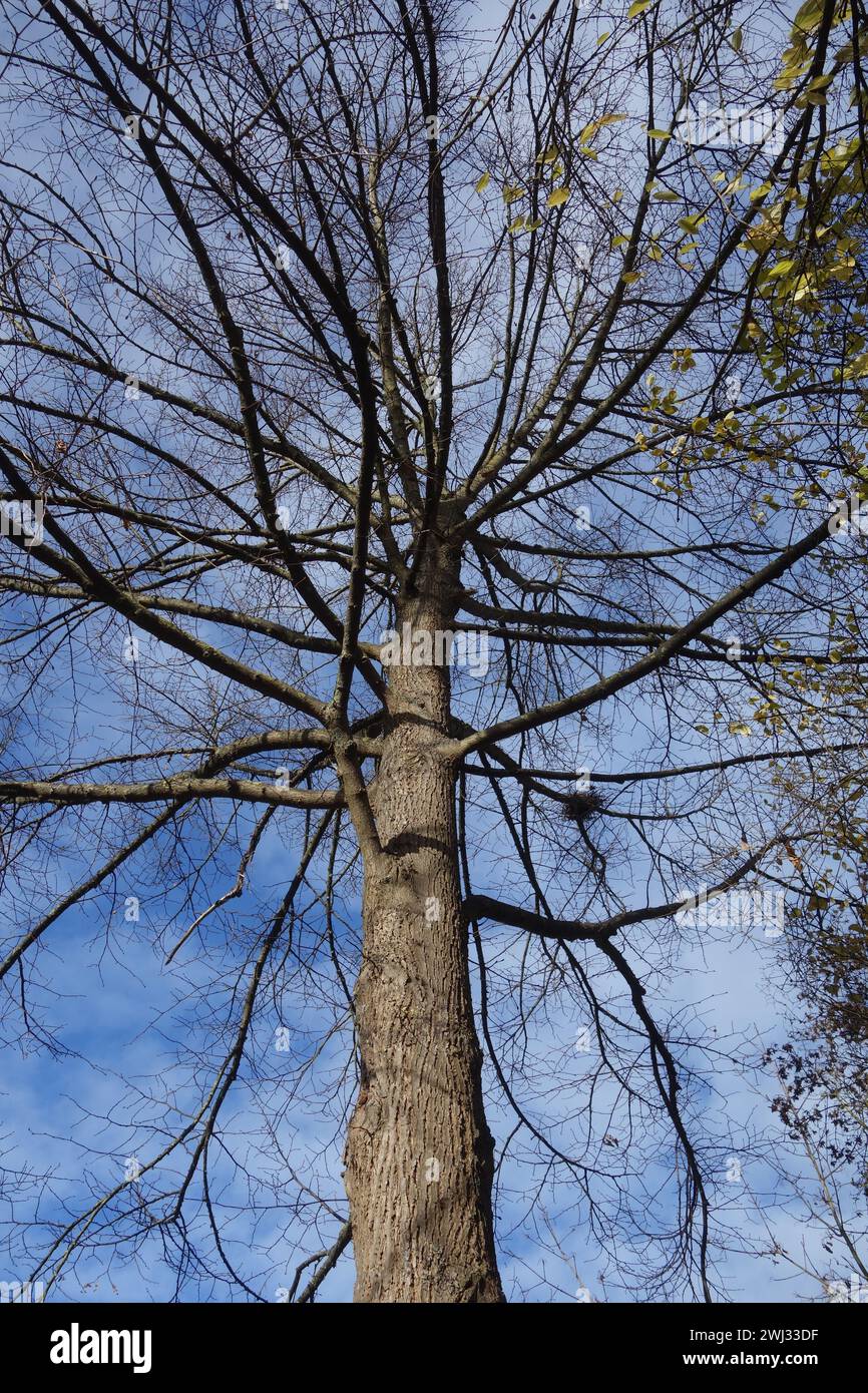Tilia platyphyllos, calce a foglia grande Foto Stock