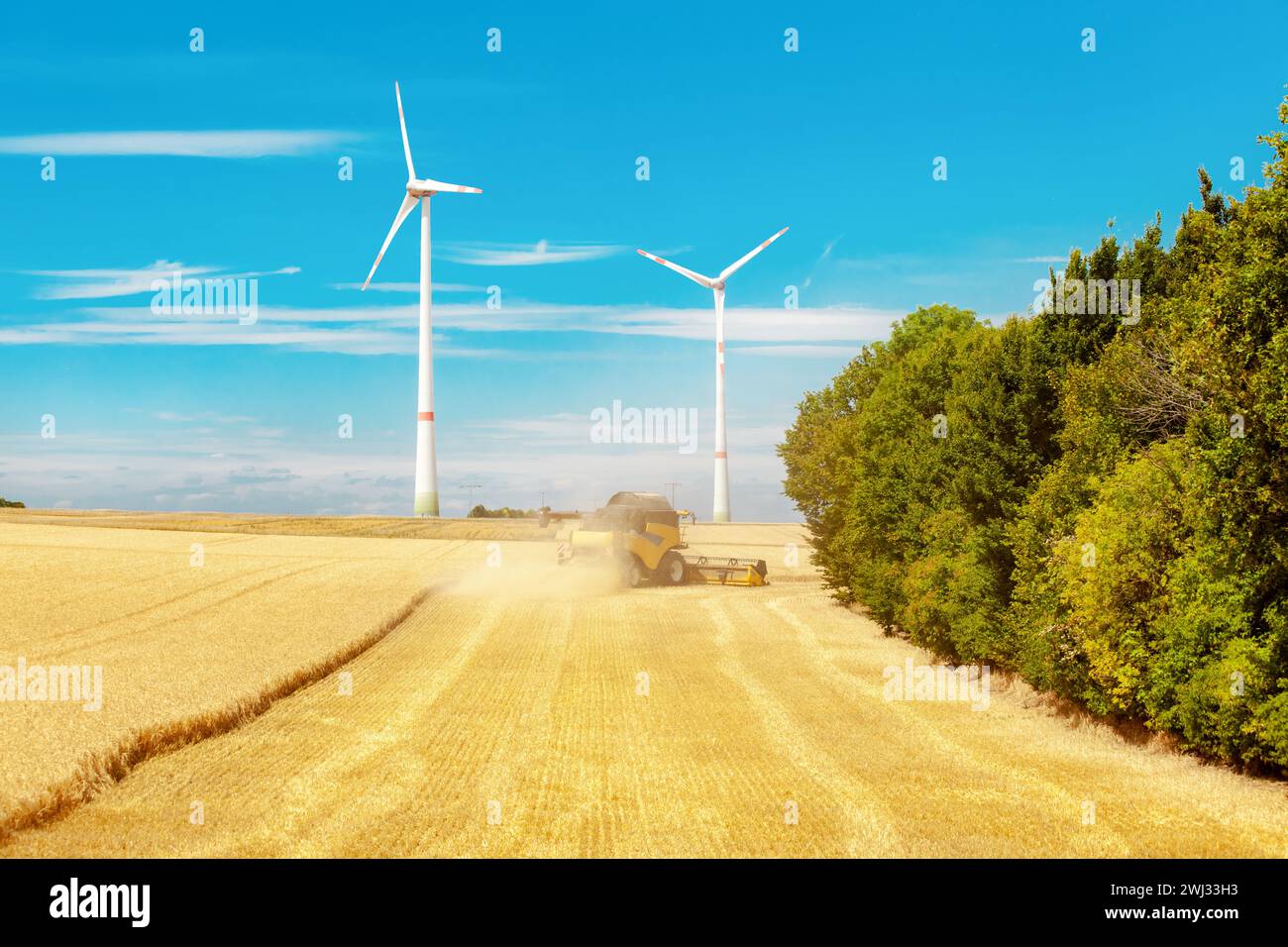 Mietitrebbiatrice che lavora su un campo di grano. Raccolta del grano. Agricoltura. Foto Stock
