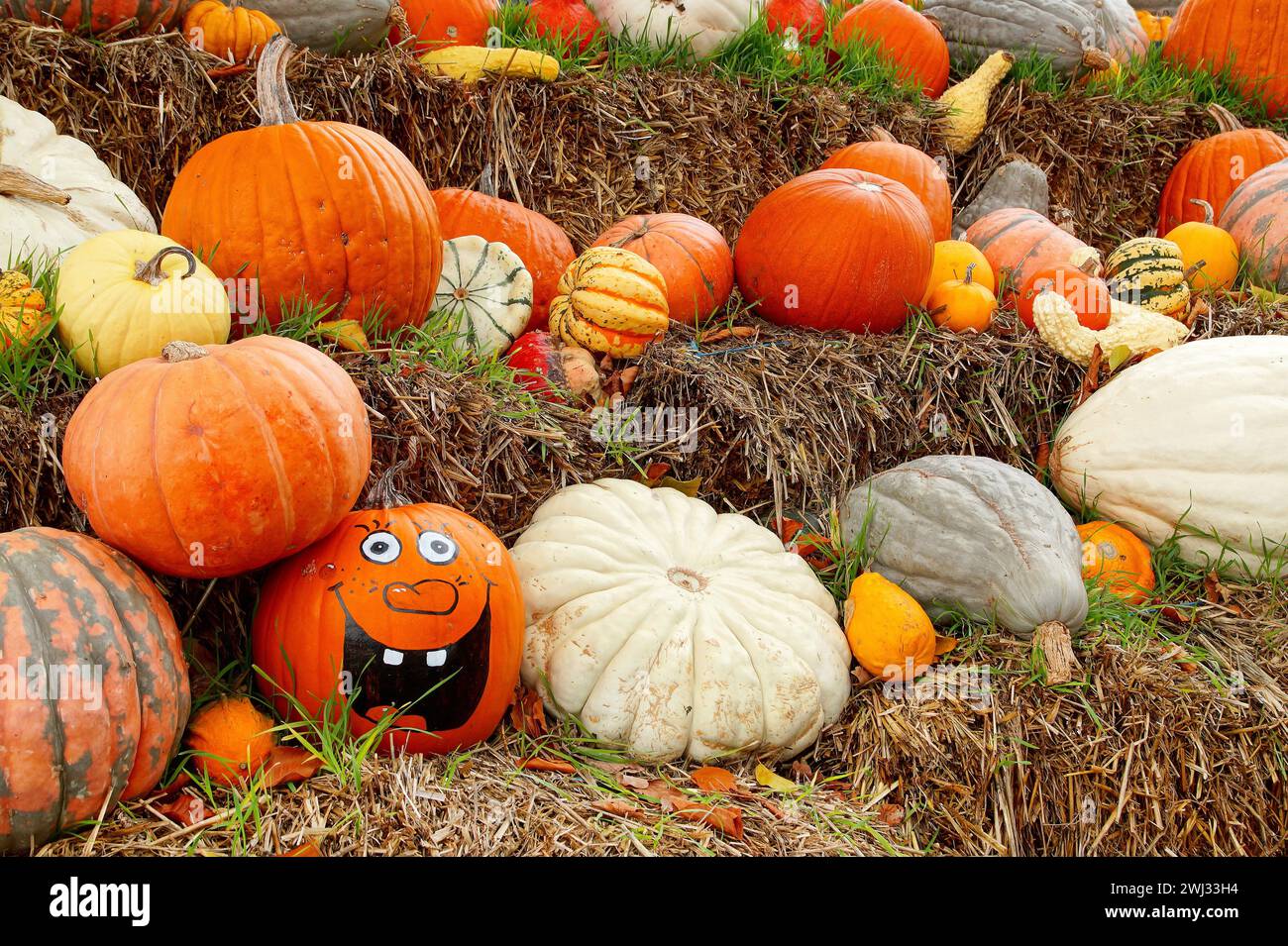 Decorazione con varie zucche e con una felice zucca di Halloween in paglia. Decorazione di Ri Foto Stock