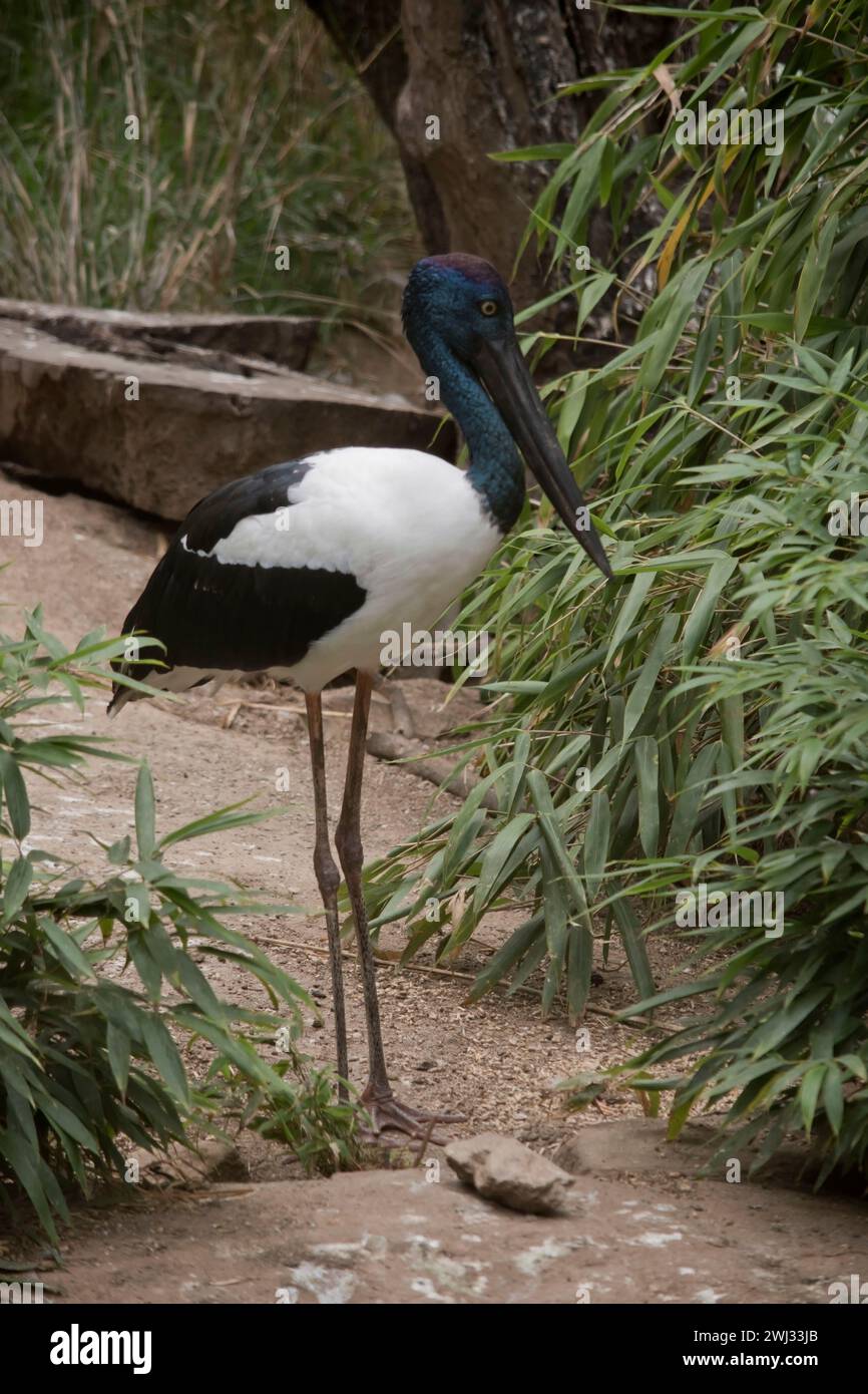 Il Jabiru o cicogna a collo nero è un uccello d'acqua bianco e nero si erge un impressionante alto 1,3m metri e ha un'apertura alare di circa 2m metri. La testa e il collo sono Foto Stock
