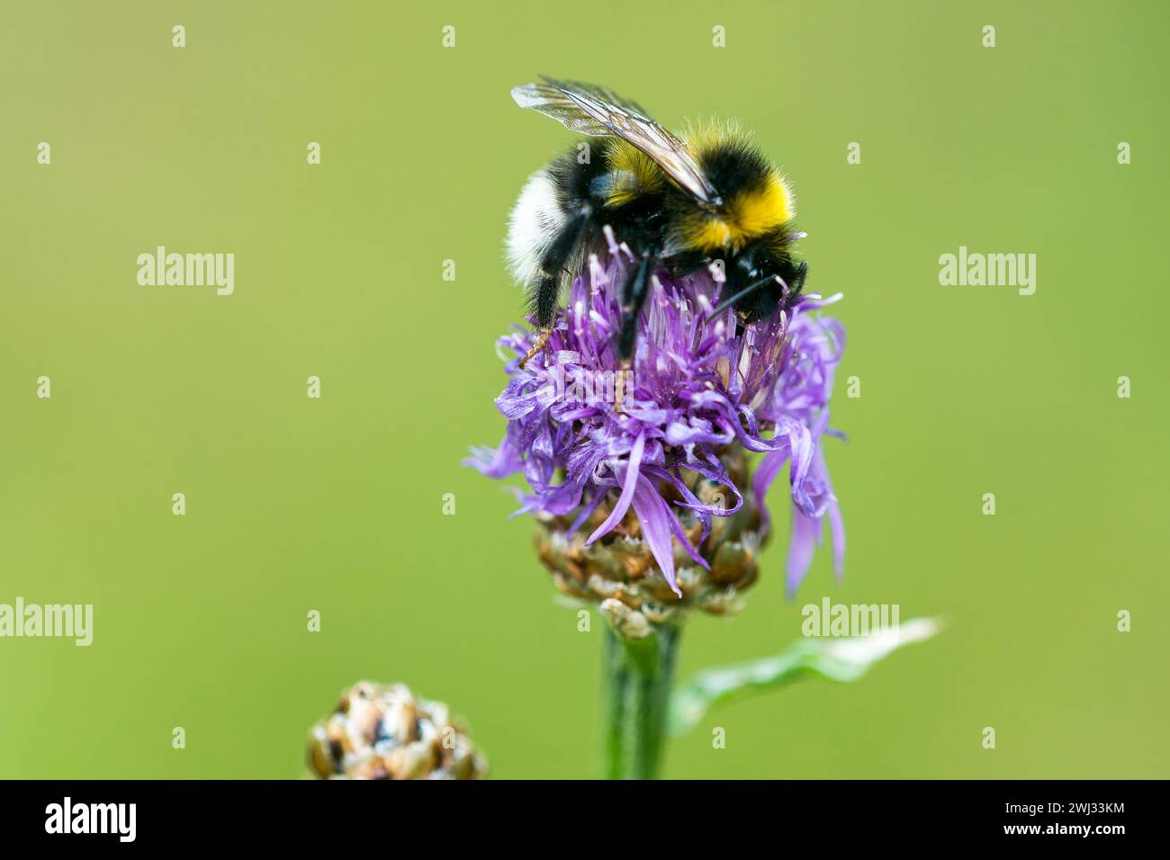 White-tailed bumblebee Foto Stock