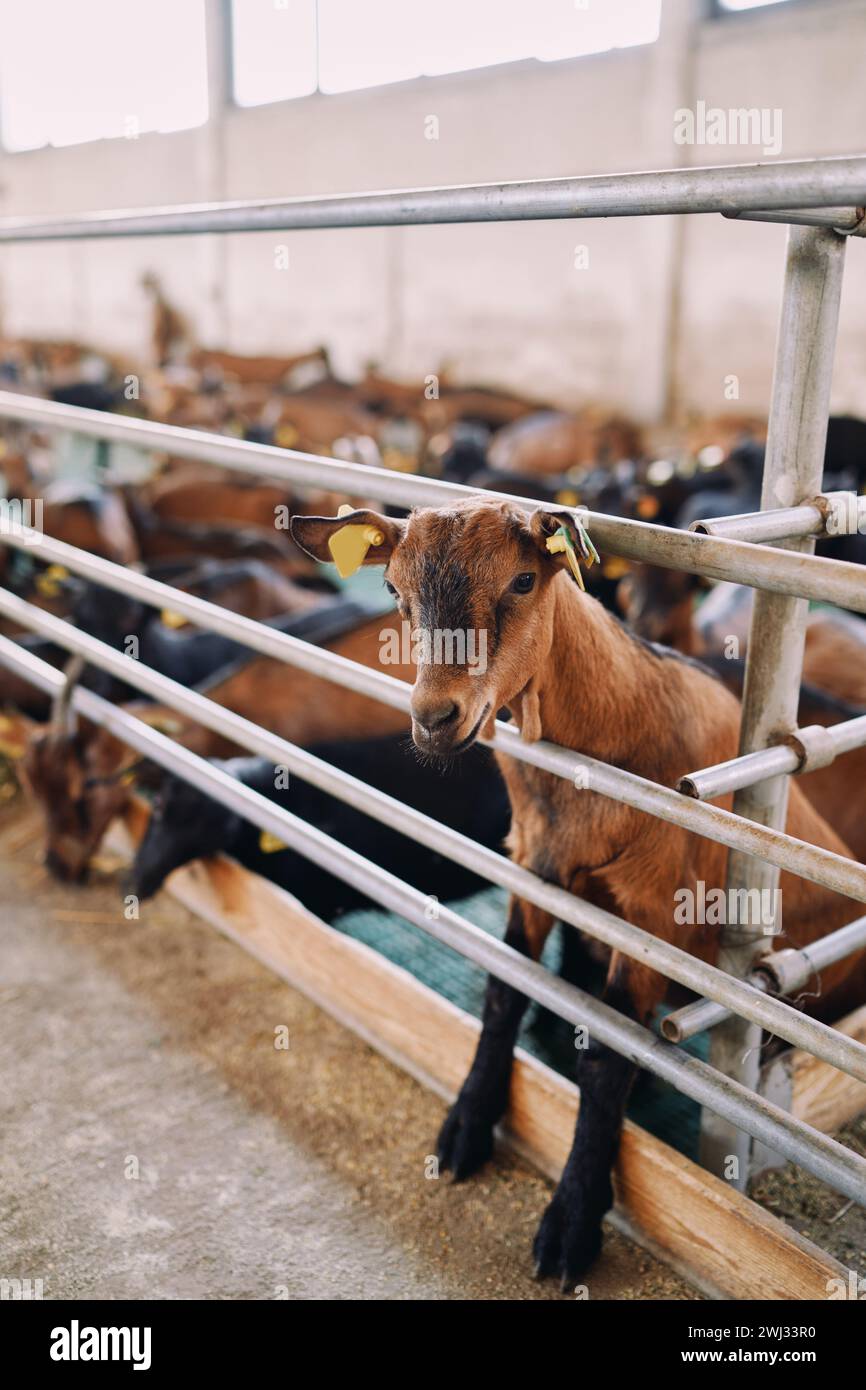 La capra marrone con i cartelli auricolari gialli sbircia fuori da dietro la recinzione, in piedi sulle gambe posteriori Foto Stock