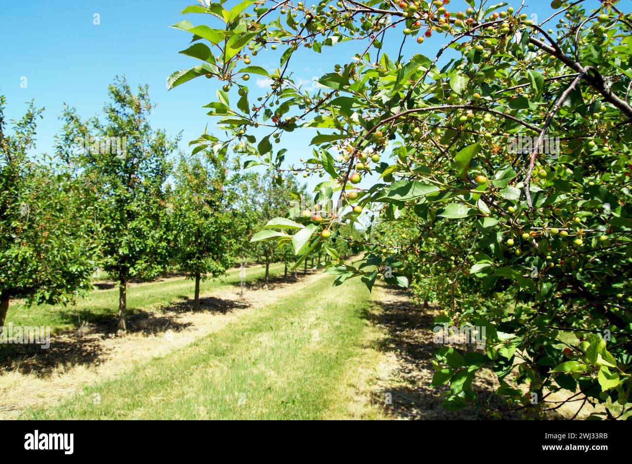 Plum Tree Plantation, campo agricolo. frutteto di prugne organiche fresche e crude con foglie verdi su fru Foto Stock