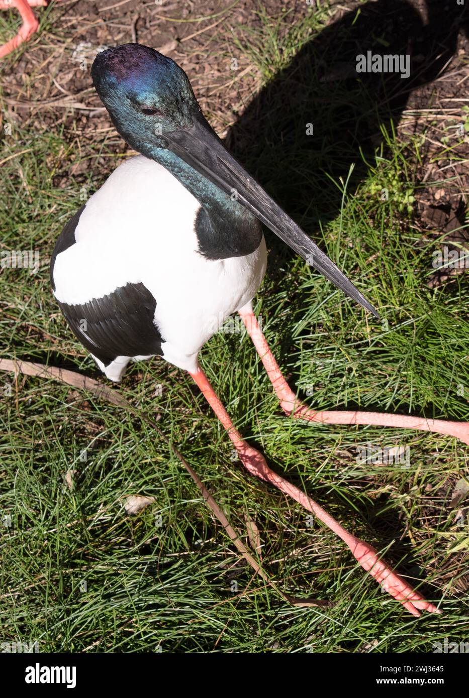 Il Jabiru o cicogna dal collo nero è un uccello d'acqua bianco e nero alto 1,3 m e ha un'apertura alare di circa 2 m. Foto Stock