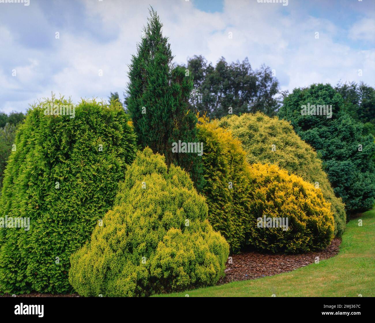 Collezione di conifere nel letto di confine del prato nei Probus Gardens negli anni '1990 (i giardini sono chiusi nel 2004), Cornovaglia, Inghilterra, Regno Unito Foto Stock