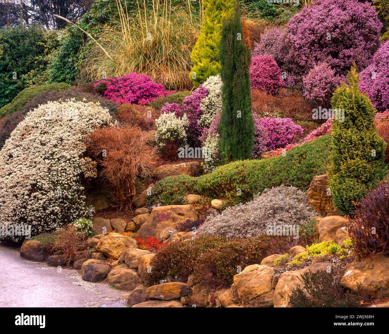 Incredibile e colorato giardino di roccia di erica con conifere e erbe nei Compton Acres Gardens negli anni '1990, Dorset, Inghilterra, Regno Unito Foto Stock