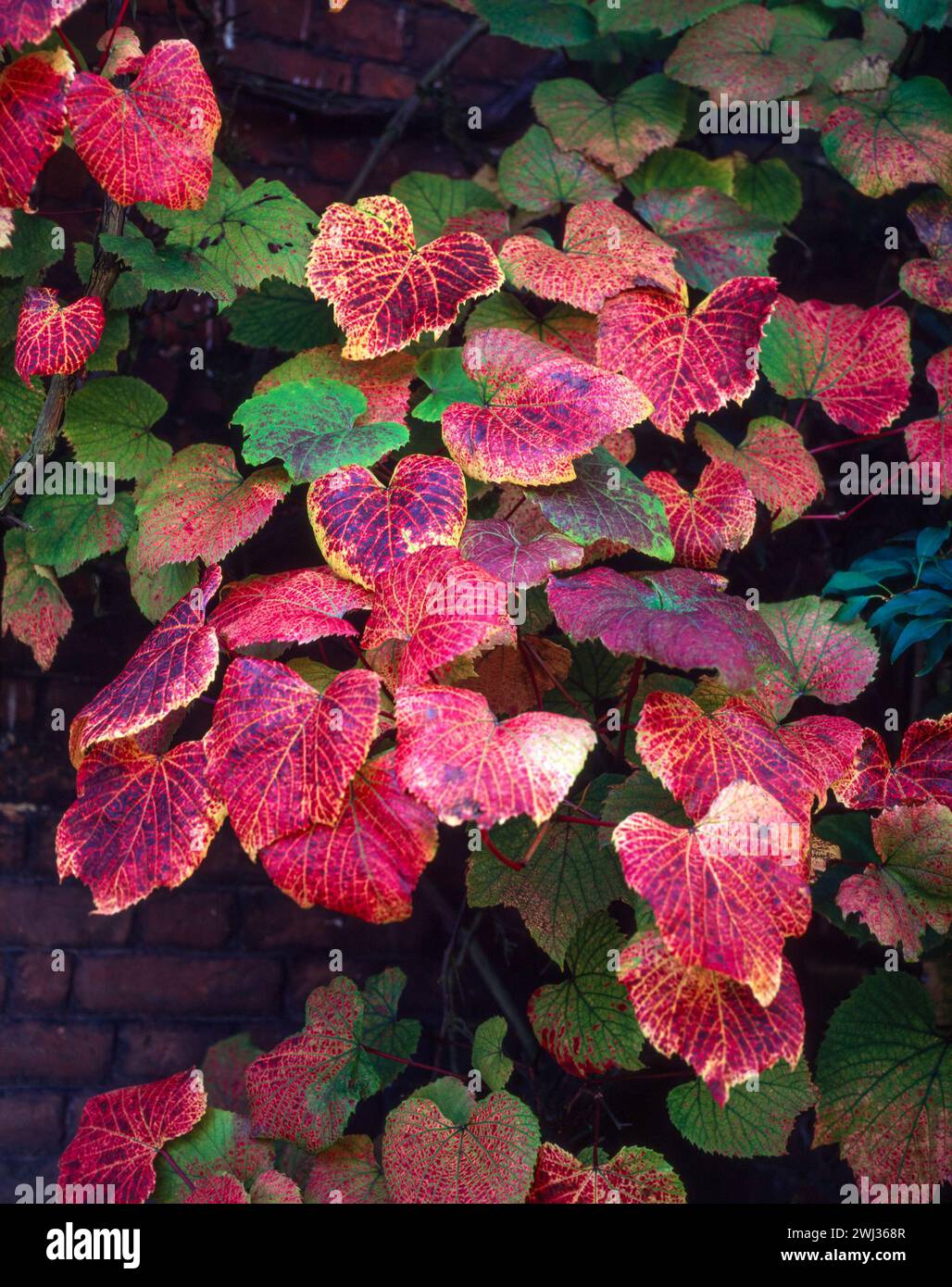 Foglie autunnali colorate e luminose / fogliame di Vitis coignetiae 'Crimson Glory Vine' che cresce nel giardino inglese, Inghilterra, Regno Unito Foto Stock