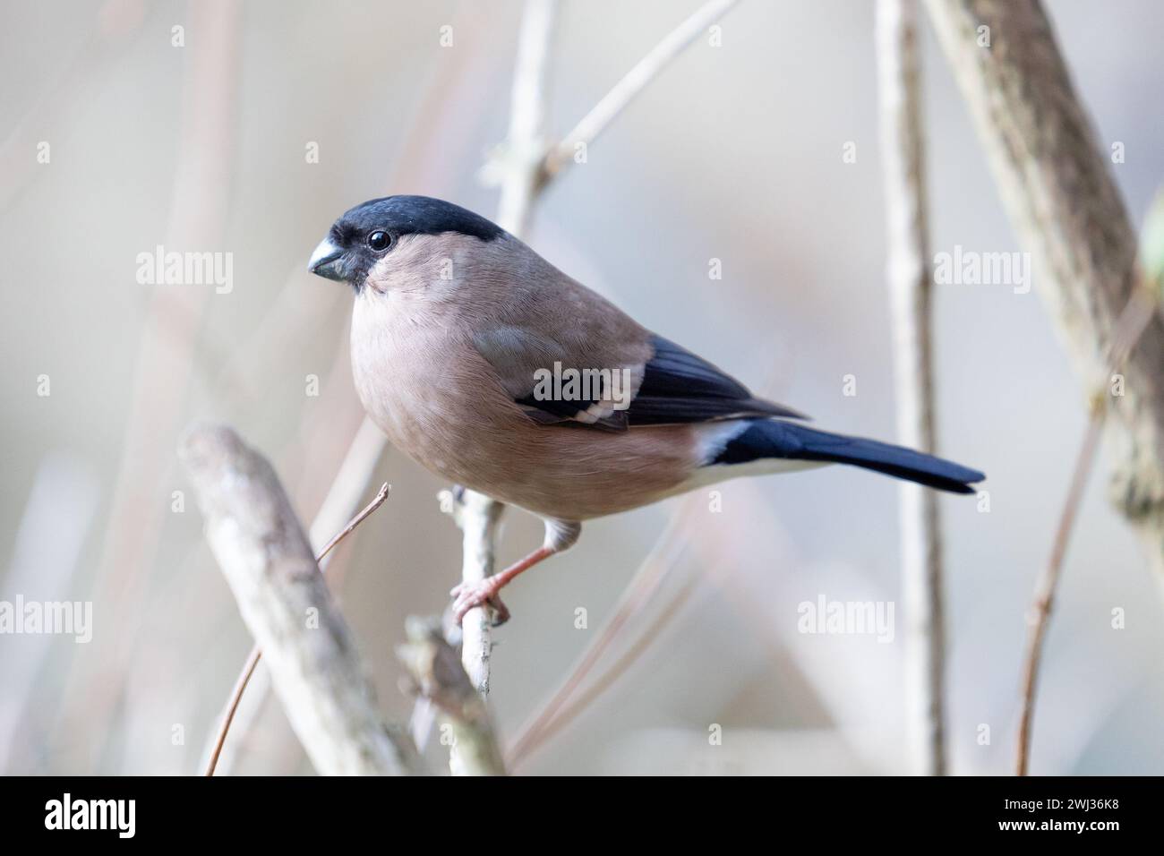 Bullfinch eurasiatico per adulti (Pyrrhula pyrrhula) arroccato su un ramo in un giardino britannico. Yorkshire, Regno Unito a febbraio, inverno Foto Stock