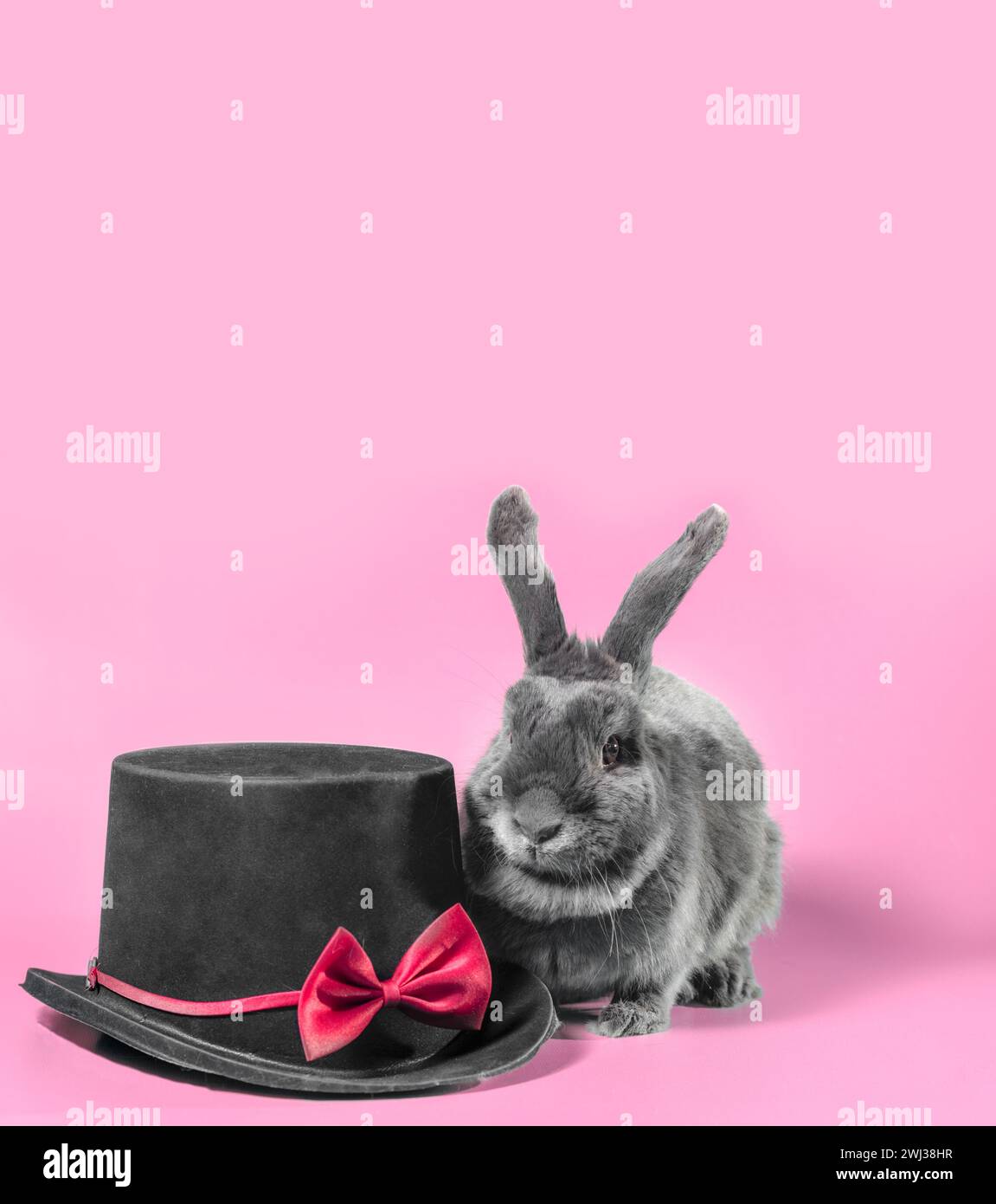 Coniglio nano con orecchie a lupo accanto a un cappello cilindro nero su sfondo rosa Foto Stock