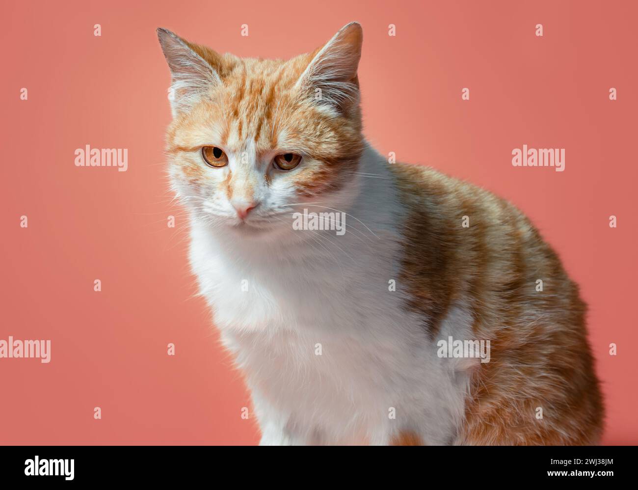 Il gatto bianco-rosso su sfondo arancione ha un look irresistibile Foto Stock