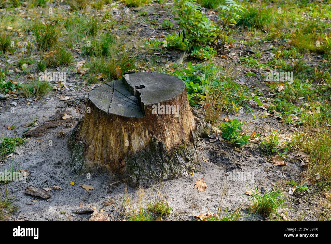 Ceppi da tagliare alberi nella foresta. Foto Stock