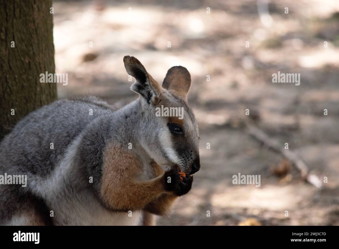 Il wallaby Rock dai piedi gialli è colorato con una striscia bianca di guancia e orecchie arancioni Foto Stock