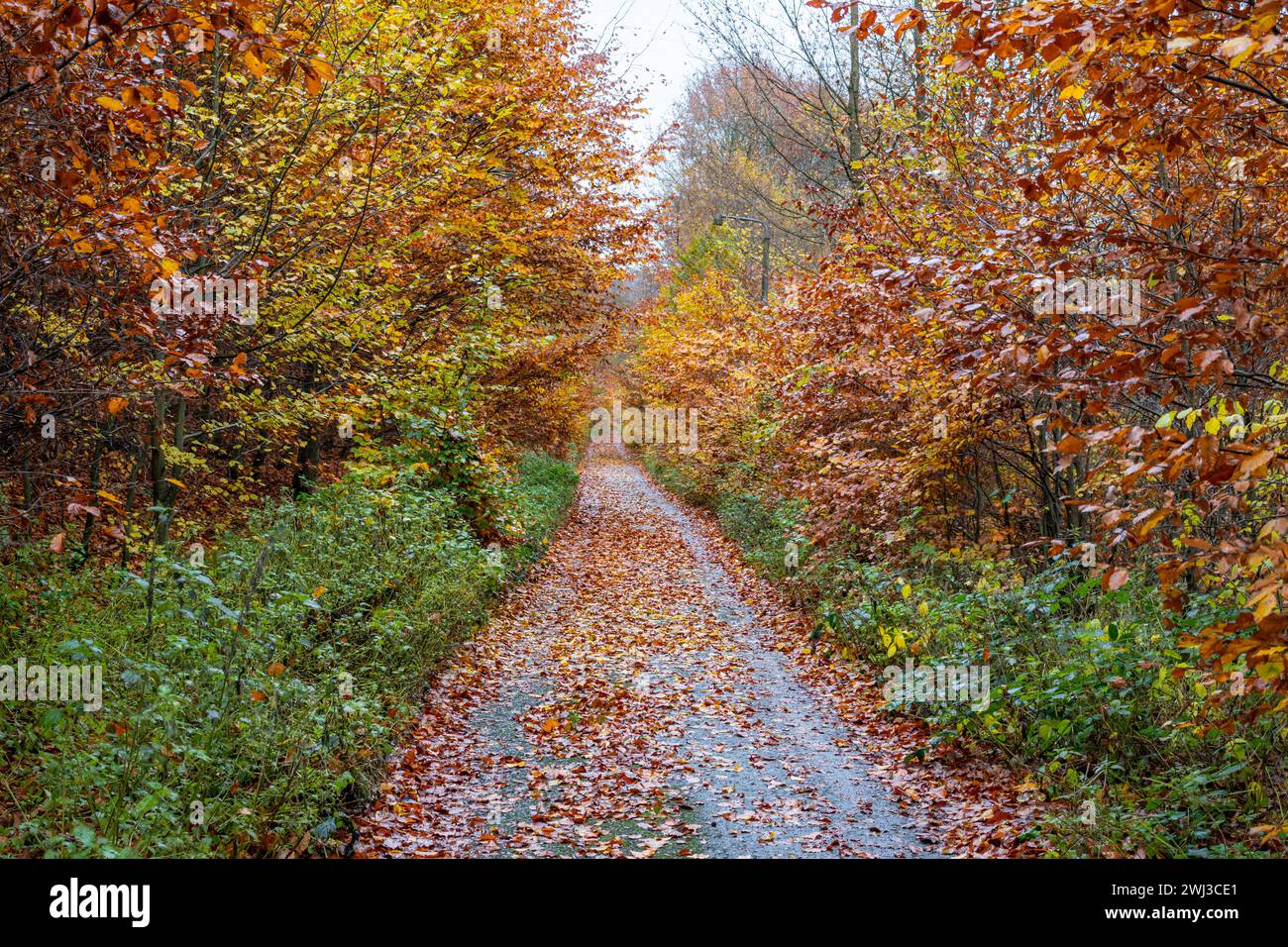 Sentiero autunnale sentiero forestale con colorazione fogliame Foto Stock