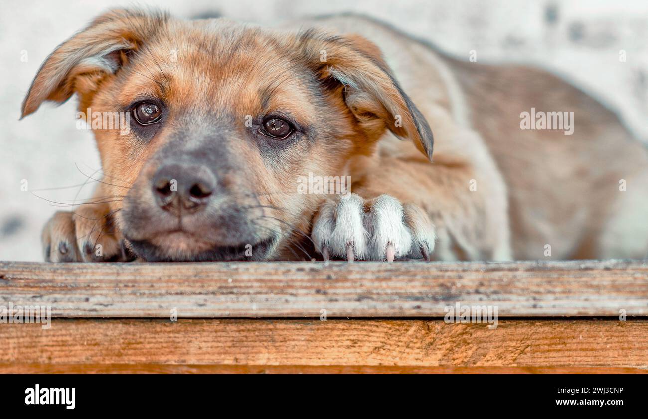 Il cucciolo rosso mongrel si stende su un tavolo di legno Foto Stock