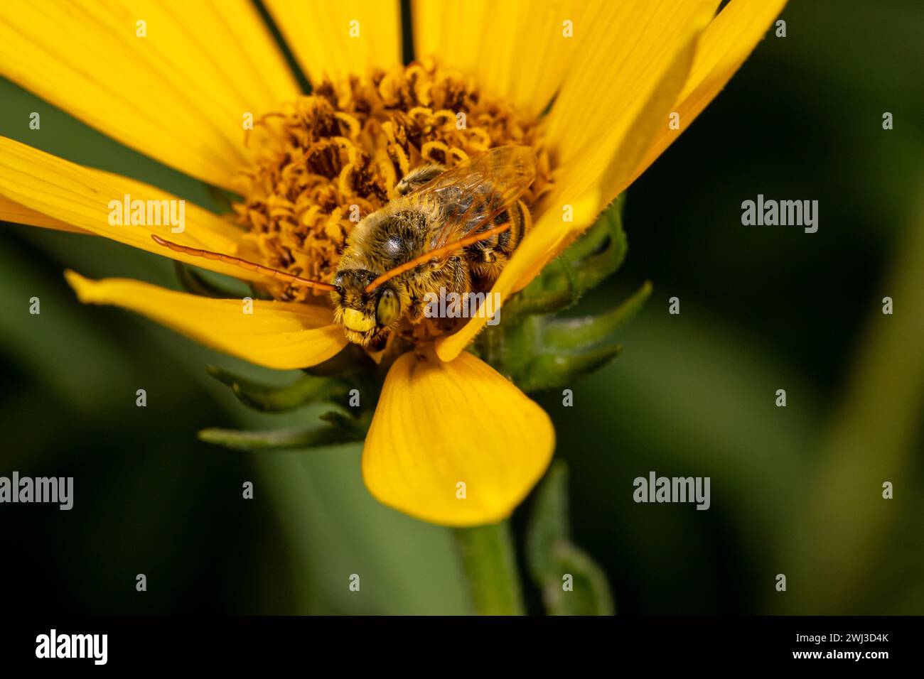 Ape di girasole dalle corna lunghe su girasole maximilian. Conservazione di insetti e natura, conservazione dell'habitat e giardino di fiori sul retro Foto Stock