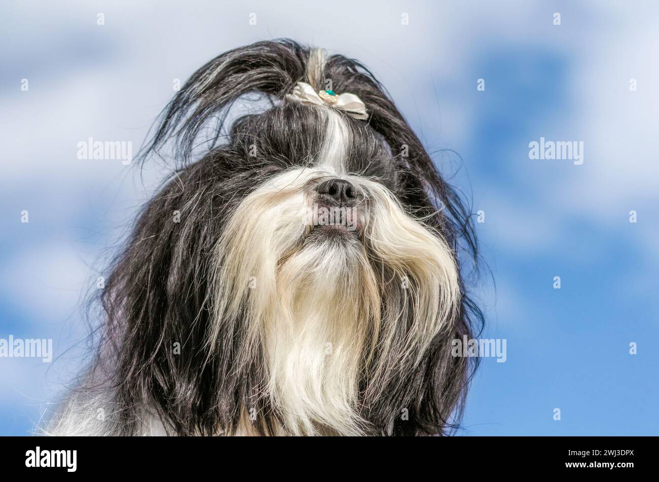 Shih tzu ritratto cane da vicino Foto Stock