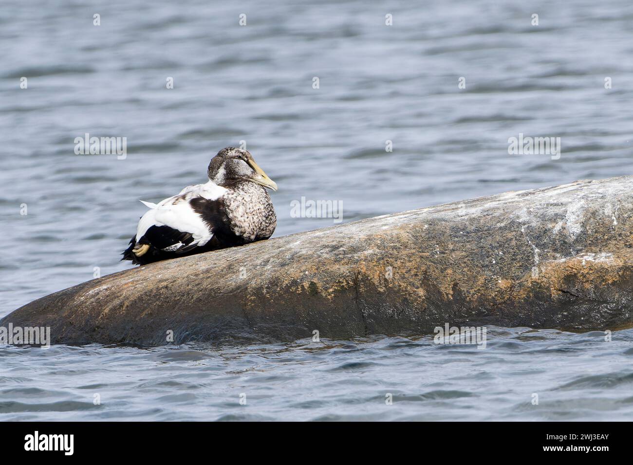 Maschio anatra di eider in piuma Foto Stock