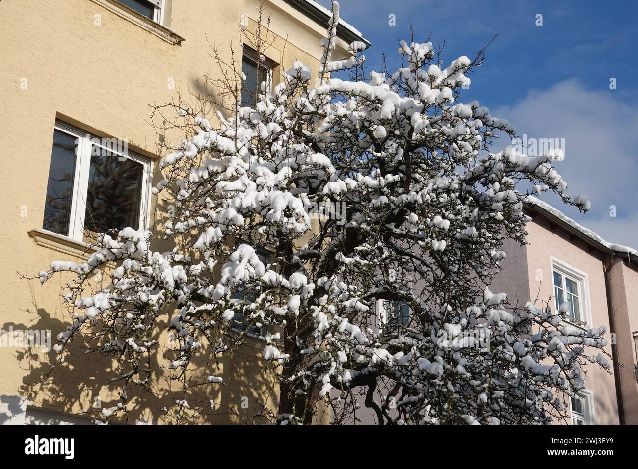 Pyrus communis, pera, neve Foto Stock