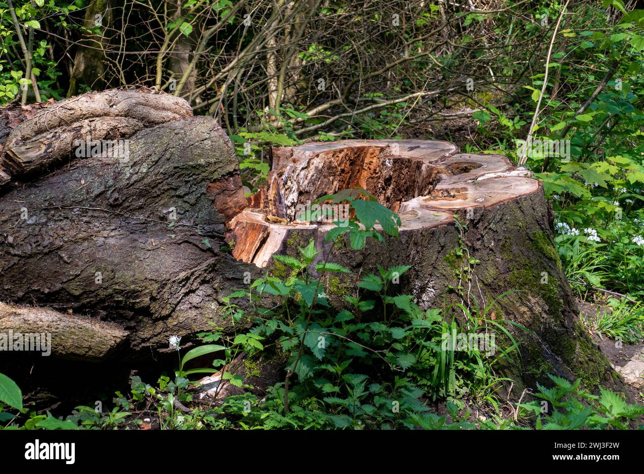 Umgestürzter Baum mit Austrieben und Lianen umwunden im Wald Foto Stock