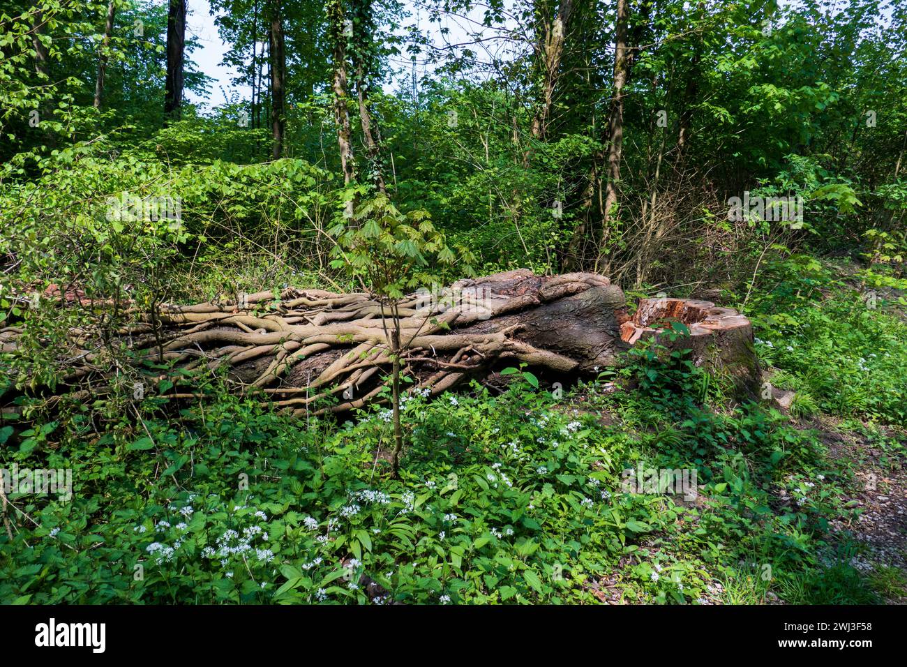 Umgestürzter Baum mit Austrieben und Lianen umwunden im Wald Foto Stock