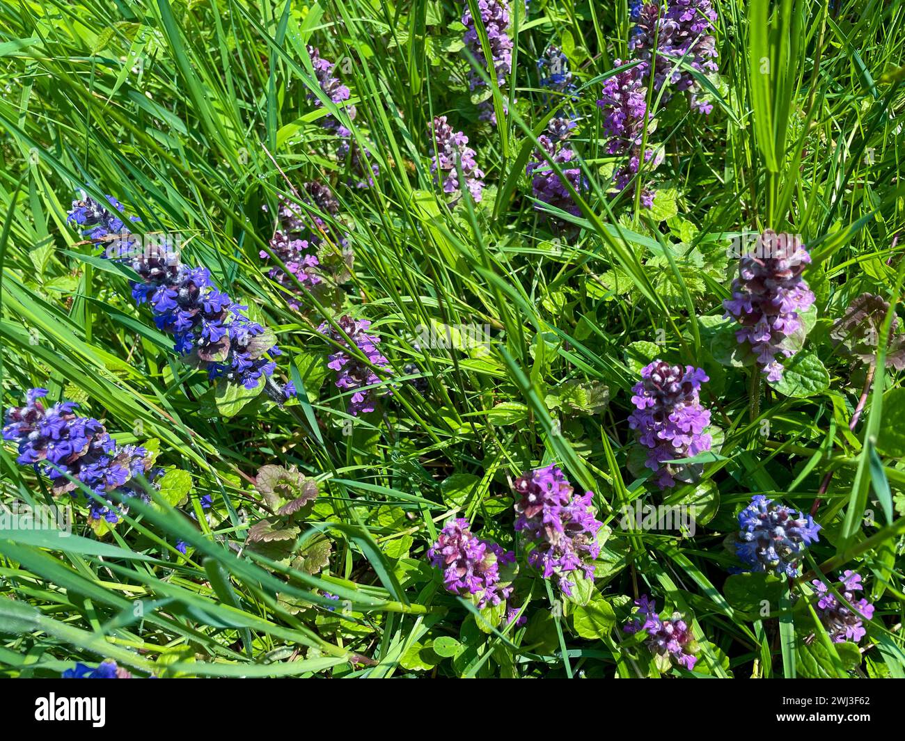 Kriechender Günsel mit blauen und violett farbenen Blüten auf einer Wiese Foto Stock