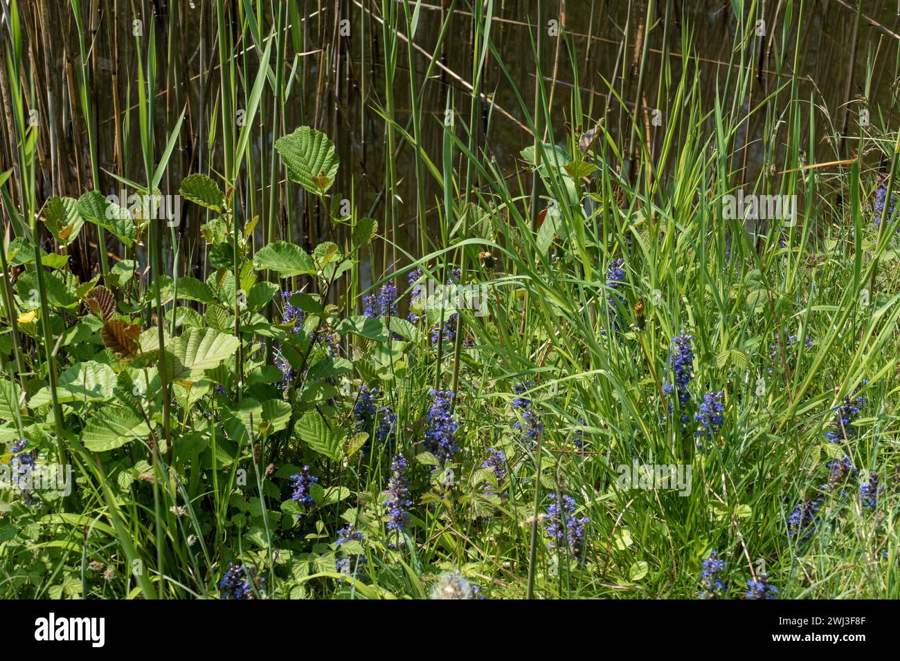 Kriechender Günsel mit blauen und violett farbenen Blüten auf einer Wiese Foto Stock