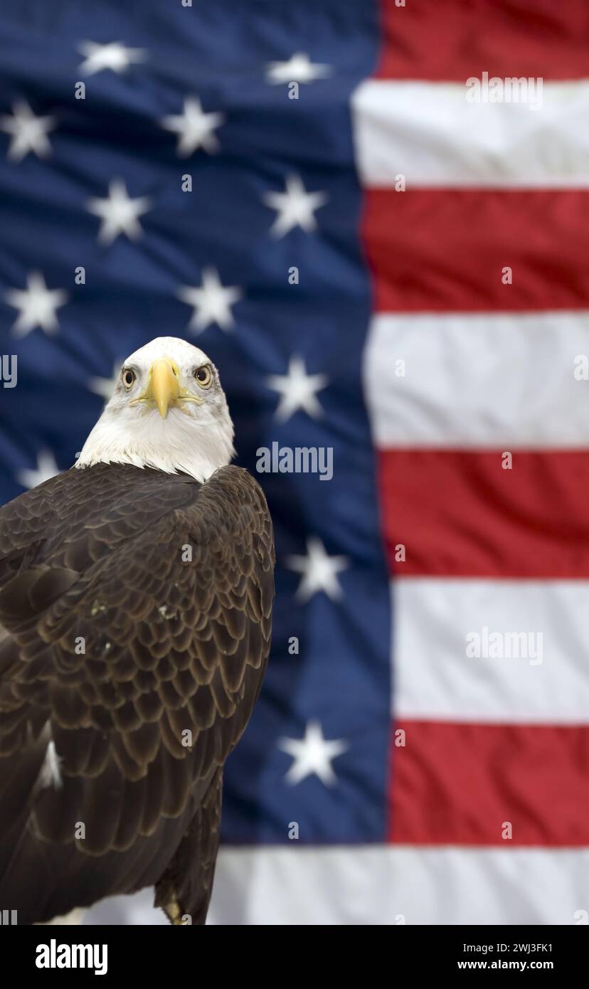 Maestosa Aquila calva arroccata di fronte a una bandiera americana che simboleggia l'orgoglio Foto Stock