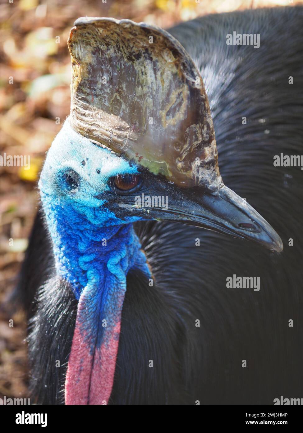 Un ritratto ravvicinato di una splendida cassowary del Sud con occhi acuti e caratteristiche scintillanti. Foto Stock