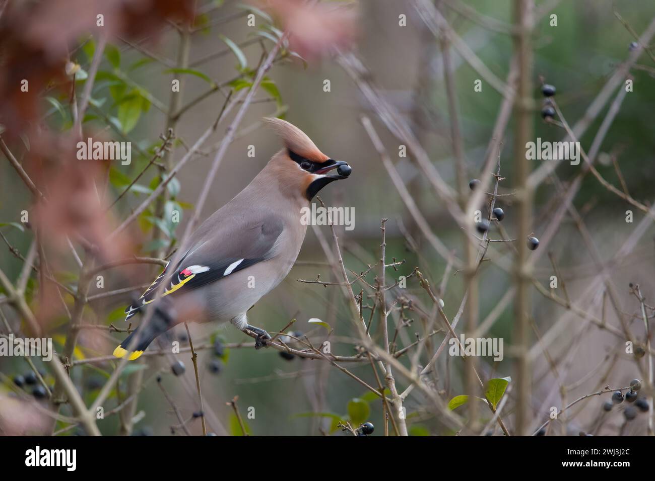 Una Waxwing bohémien a Milton Keynes. Foto Stock