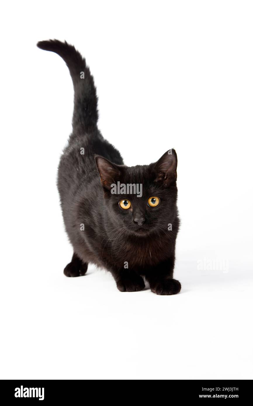 Un gattino energico gode di un po' di tempo di gioco Foto Stock