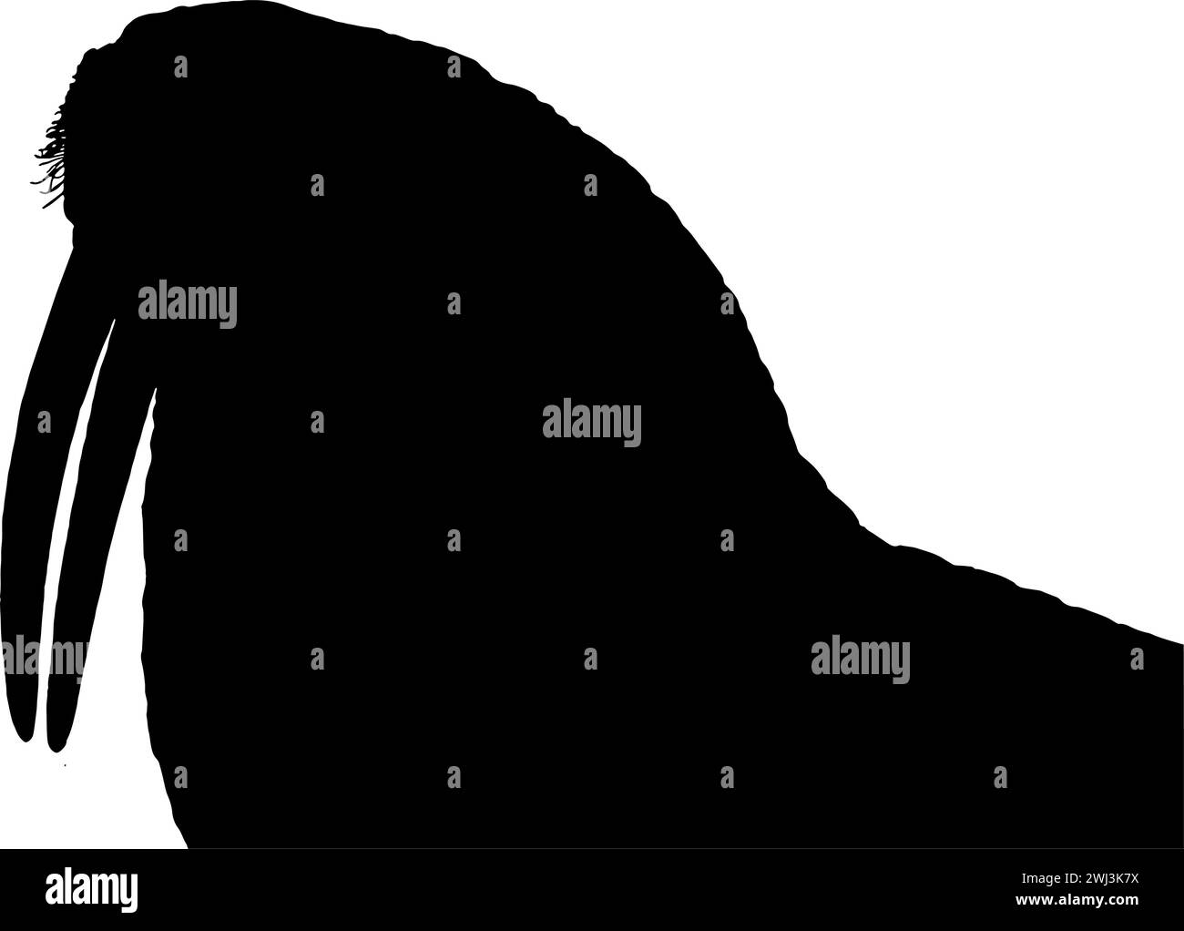 Sagoma di una testa e di un collo di tricheco, in nero, isolato Illustrazione Vettoriale