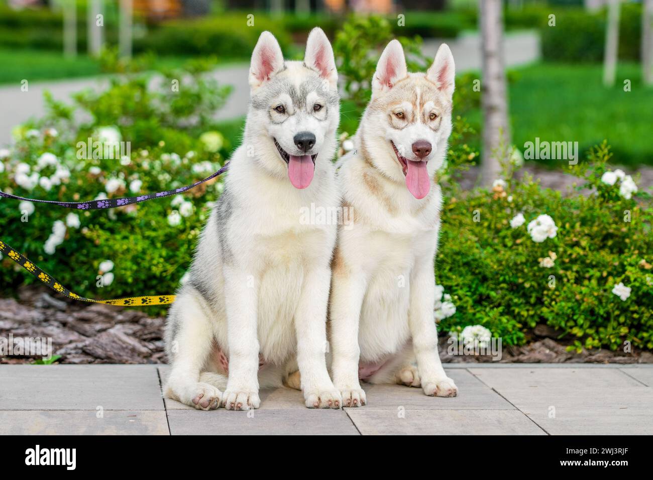 Due cuccioli di husky siberiani su guinzagli colorati seduti vicino al letto dei fiori nel parco in estate Foto Stock