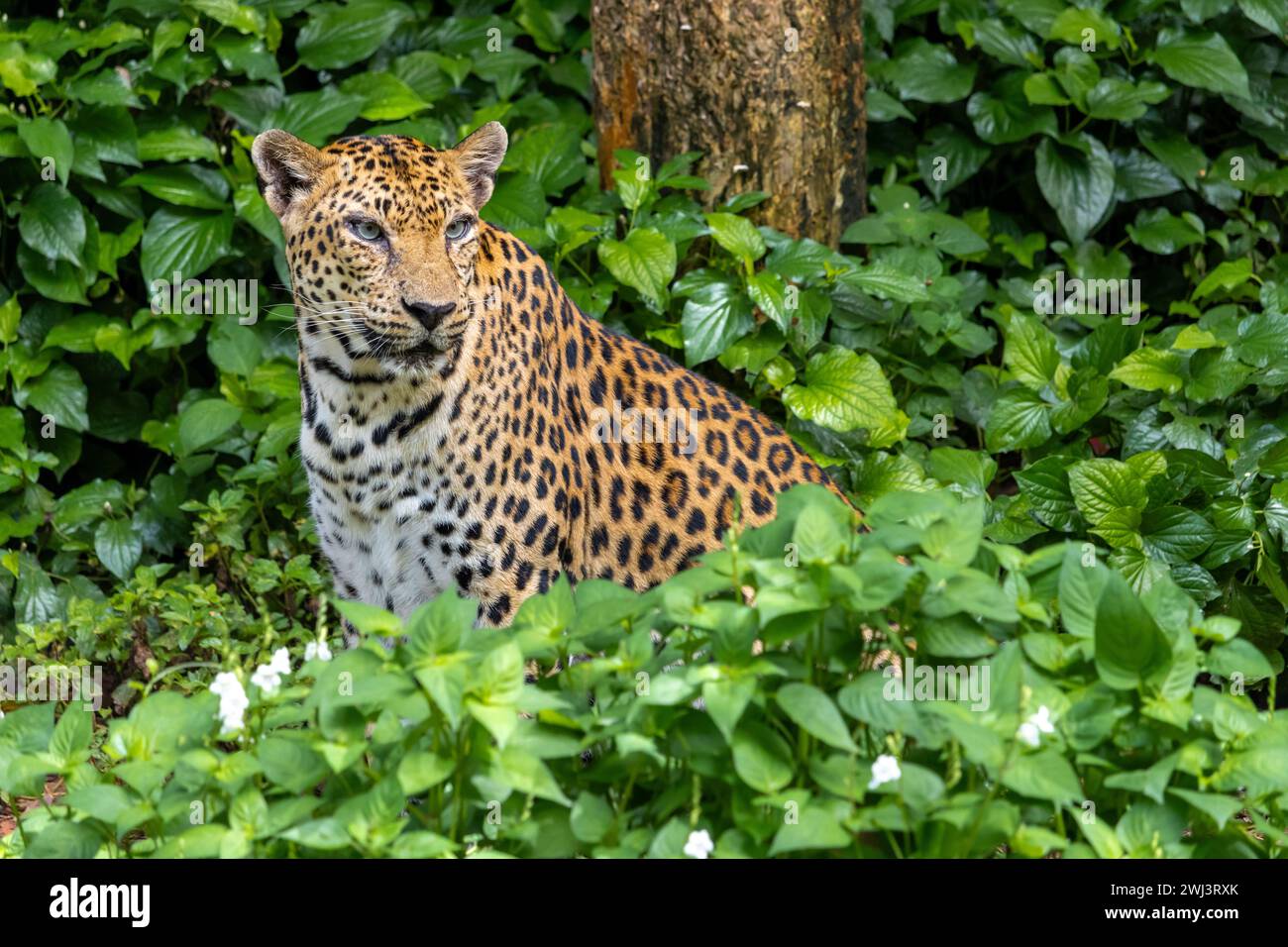 Il leopardo indocinese (Panthera pardus delacouri) che sbircia dalle piante tropicali Foto Stock