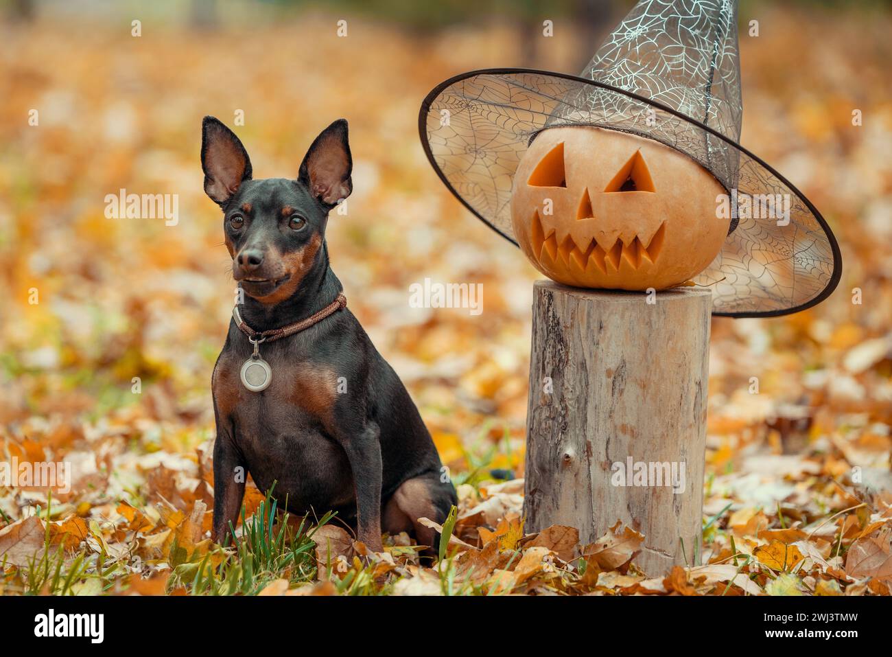 Piccolo cane pinscher nel parco con testa di zucca halloween Foto Stock