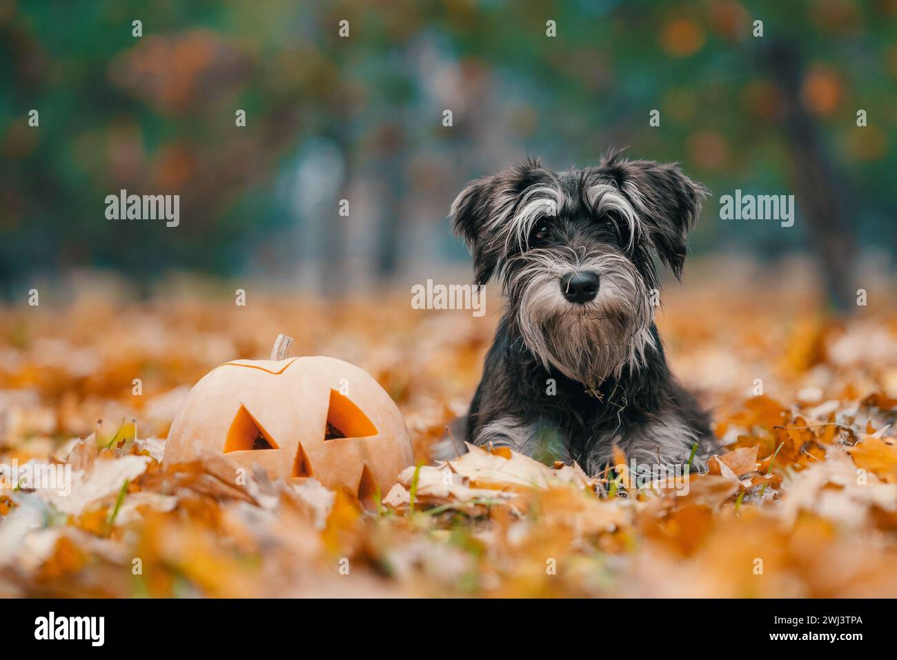Zucca di Halloween e cane schnauzer in miniatura giacciono in foglie cadute d'autunno gialle nel parco Foto Stock