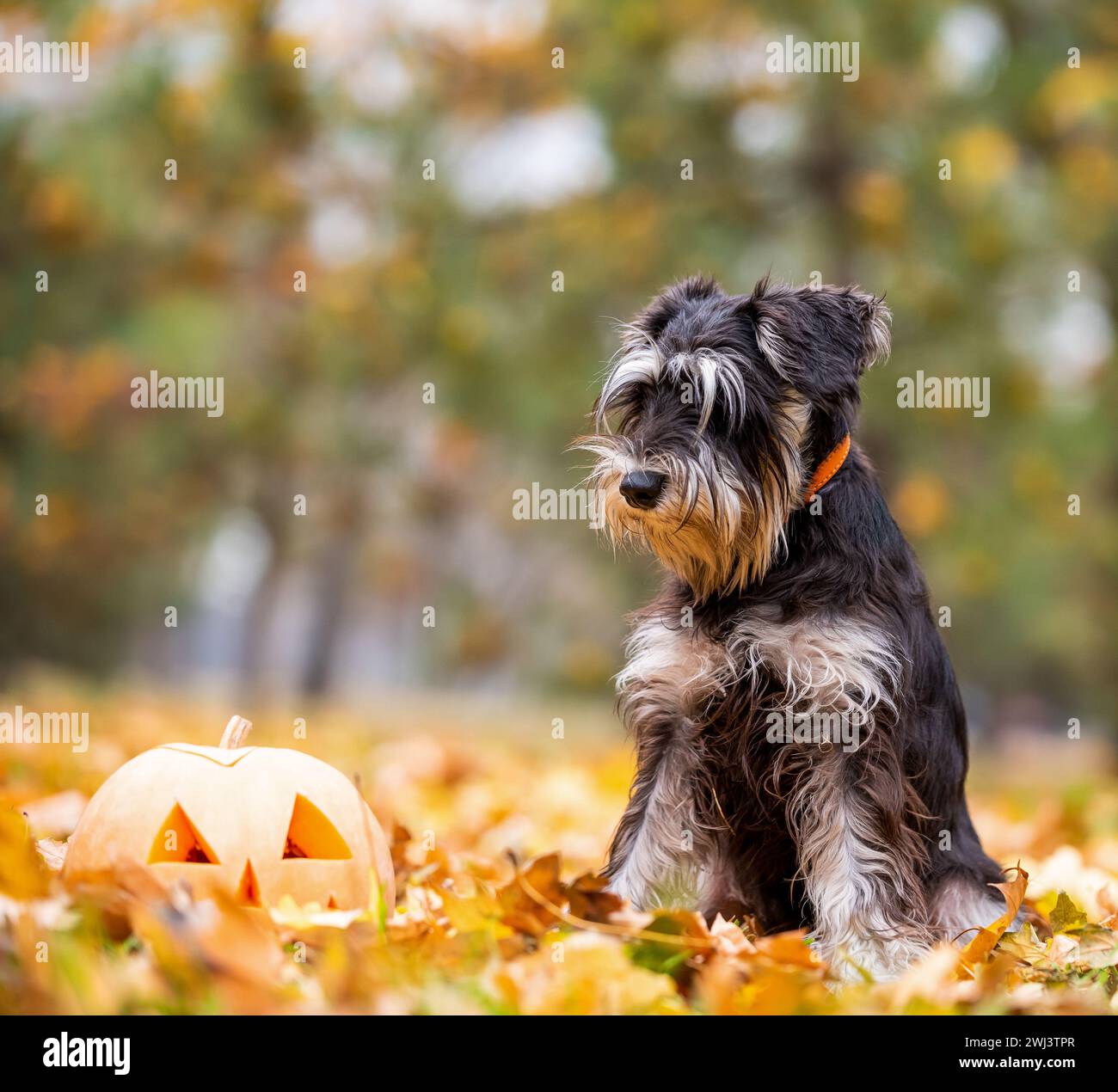 Piccolo cane schnauzer nel parco con testa di zucca halloween Foto Stock