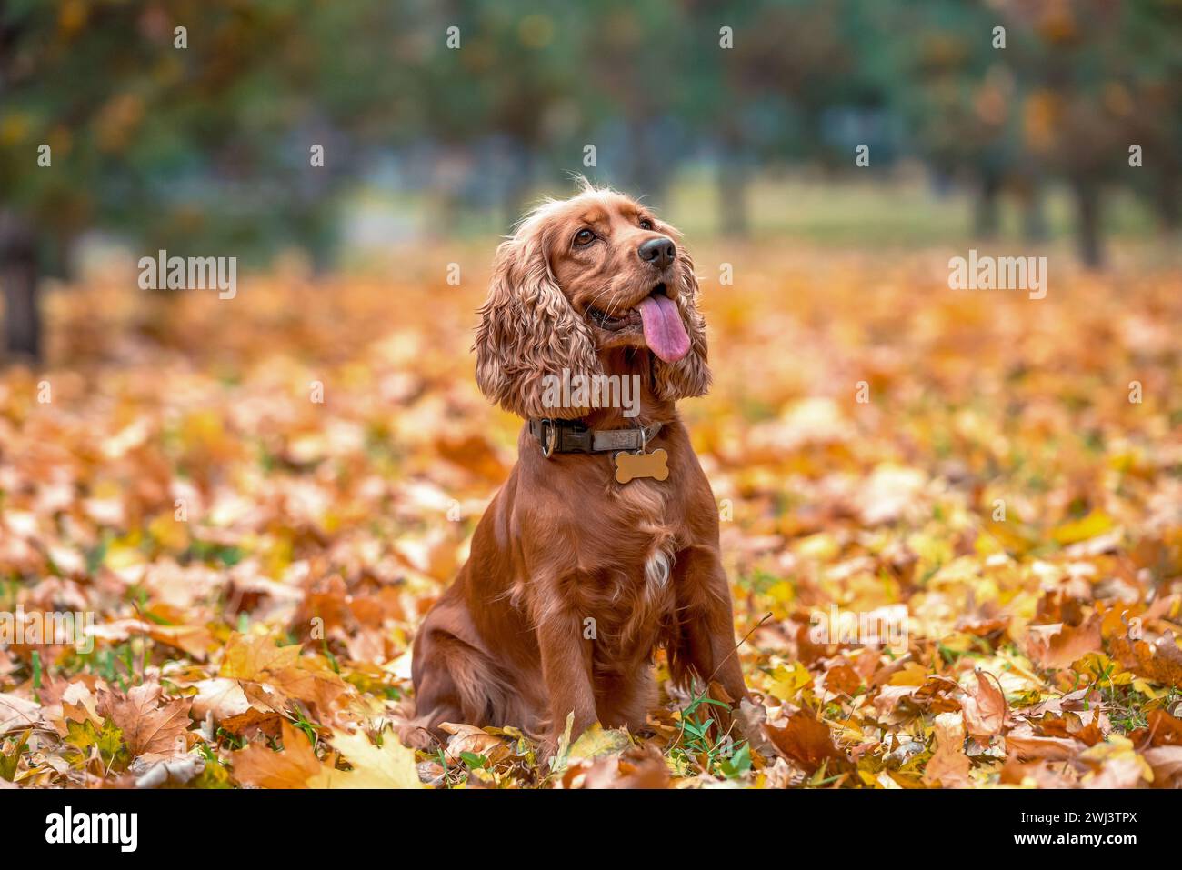 Il cane dai capelli rossi della razza americana Cocker spaniel si trova tra le foglie gialle cadute autunnali nel parco Foto Stock