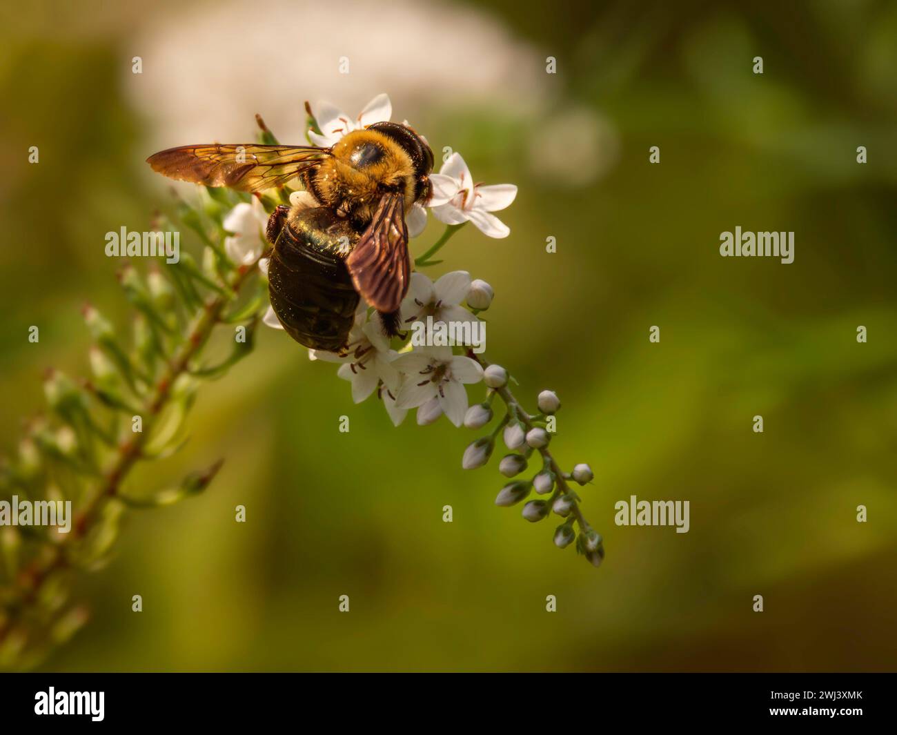 Eastern Carpenter Bee, Xylocopa virginica, raccolta di polline da fiori bianchi Foto Stock