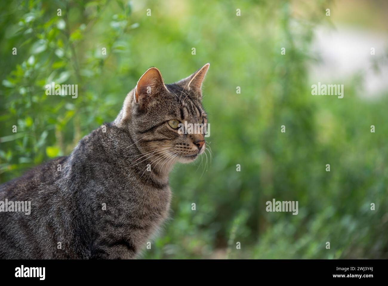 Gatto tabby randagio in erba verde Foto Stock
